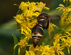 Eumenes smithii