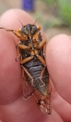 Magicicada cassinii