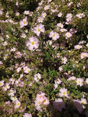 Cistus × skanbergii