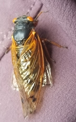 Magicicada cassinii