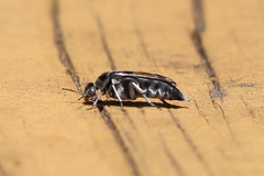 Glipa hilaris