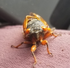 Magicicada cassinii