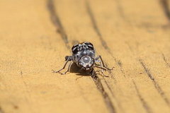 Glipa hilaris
