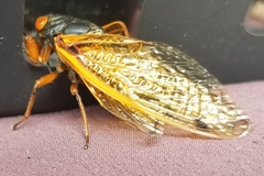 Magicicada cassinii