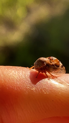 Cyrtolobus tuberosus
