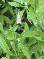 Dichomeris punctidiscellus