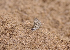 Leptotes pirithous