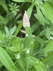 Dichomeris punctidiscellus