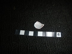Septifer bilocularis