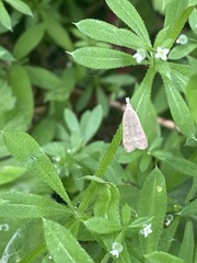 Dichomeris punctidiscellus