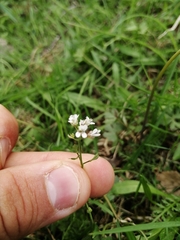 Noccaea caerulescens