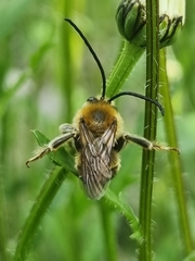 Eucera longicornis
