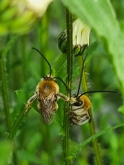 Eucera longicornis