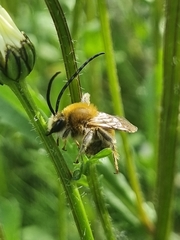 Eucera longicornis