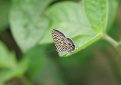 Leptotes pirithous