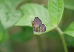 Leptotes pirithous