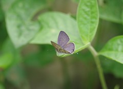 Leptotes pirithous