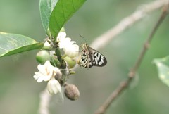 Acraea medea