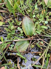 Potamogeton polygonifolius
