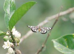 Acraea medea