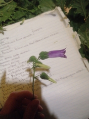 Campanula komarovii