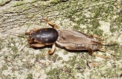 Neoscapteriscus borellii