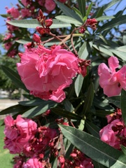 Nerium oleander