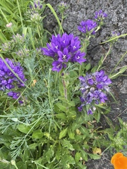 Campanula glomerata