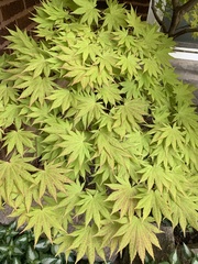 Acer palmatum