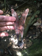 Dipterocarpus