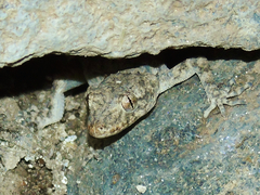 Mediodactylus heterocercus