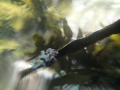 Lithophyllum carpophylli