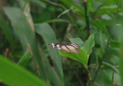 Acraea lycoa