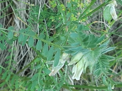 Vicia pannonica