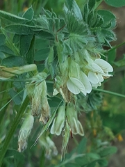Vicia pannonica