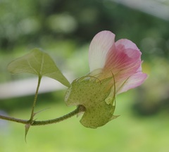 Gossypium