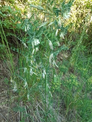Vicia pannonica