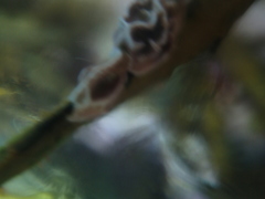 Lithophyllum carpophylli