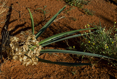 Albuca seineri