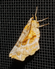 Selenia alciphearia