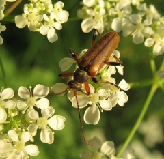 Cortodera humeralis