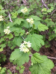 Physocarpus malvaceus