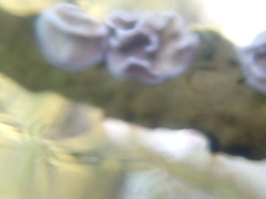 Lithophyllum carpophylli