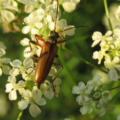 Cortodera humeralis