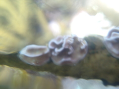 Lithophyllum carpophylli