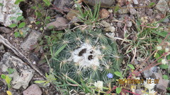 Coryphantha pallida