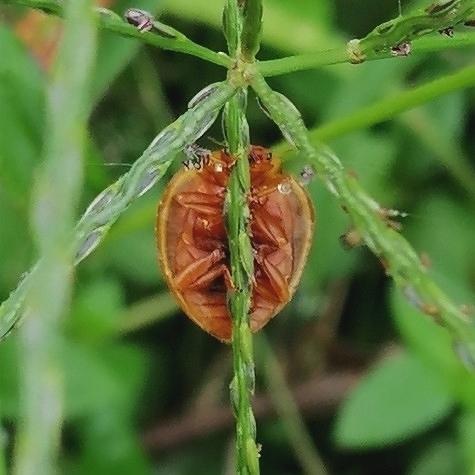 Epilachna cacica photo 4
