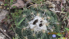 Coryphantha pallida