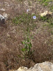 Cichorium intybus