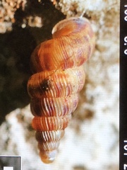 Cochlostoma septemspirale